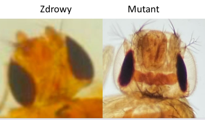 <p>Mutant Drosophila melanogaster - bar (imago)</p>