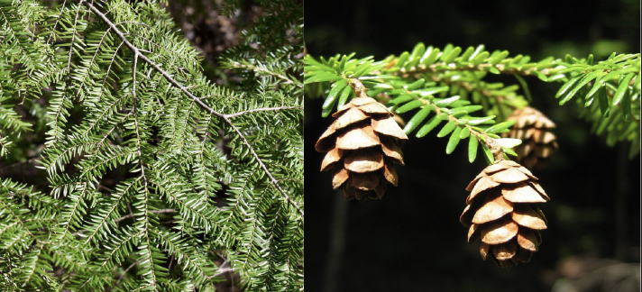 <p>Family<br>Genus<br>Species<br>Common Name</p>