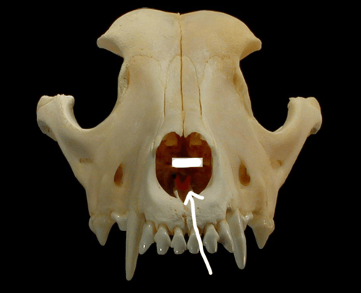 knowt flashcard image