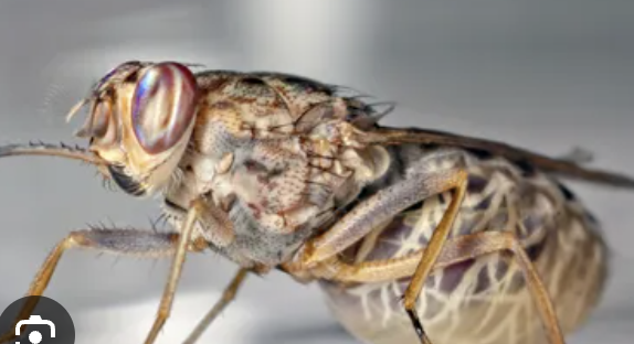 <p>What vector is this and for what parasite?</p>