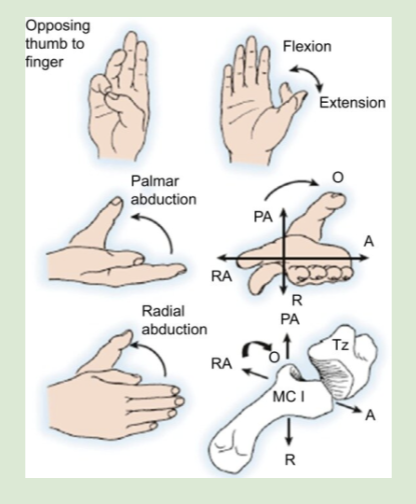 <p>thumb - flexion/extension, palmar adduction/abduction, radial adduction/abduction </p>