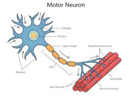 <p><strong>Motor Neuron</strong></p>