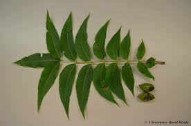 <p>what is the scientific name of Pecan</p>
