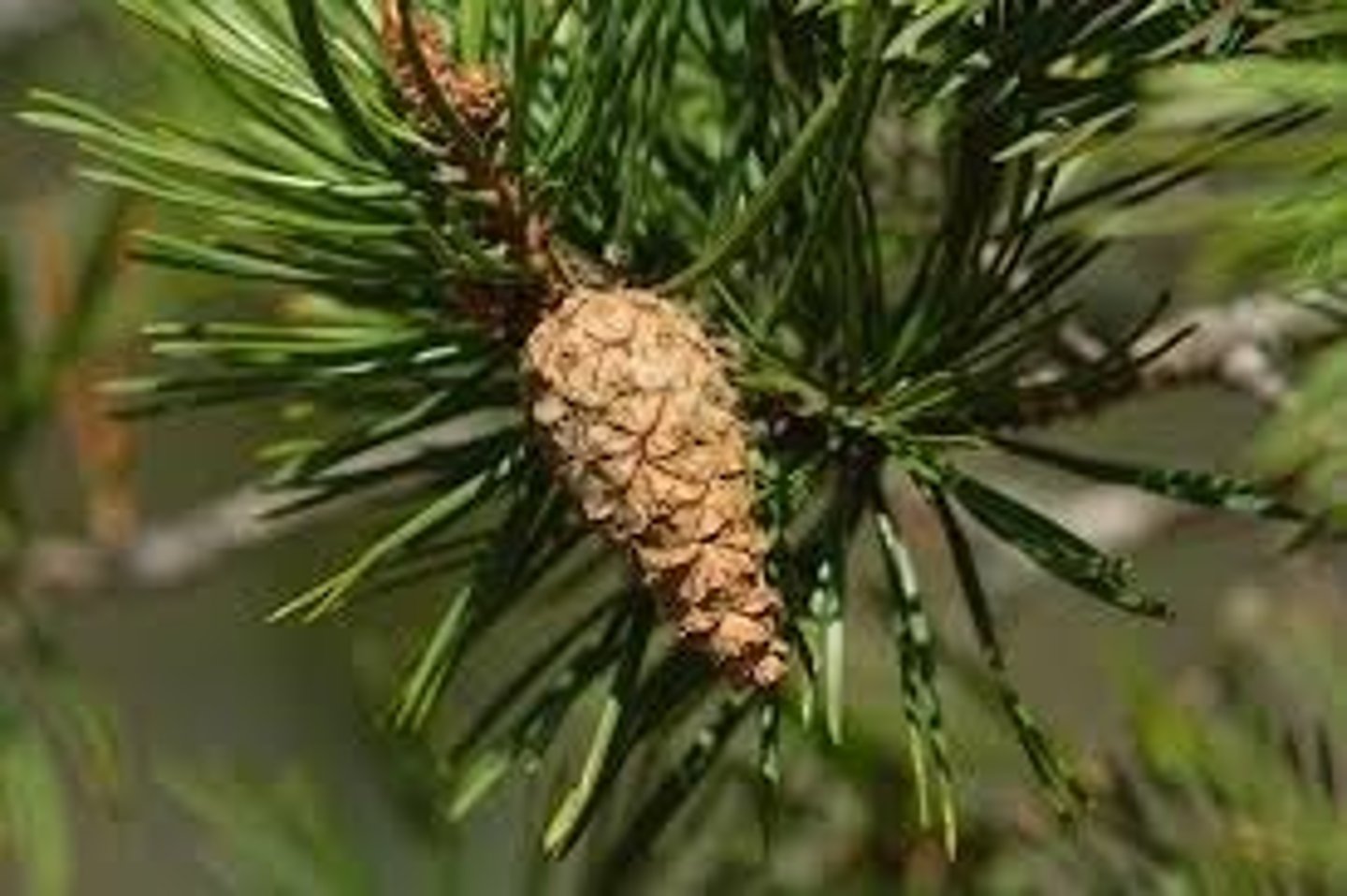 <p>Siemenkasvit, joiden siemenaiheet ovat paljaana emilehden pinnalla, esim. havupuut.</p>