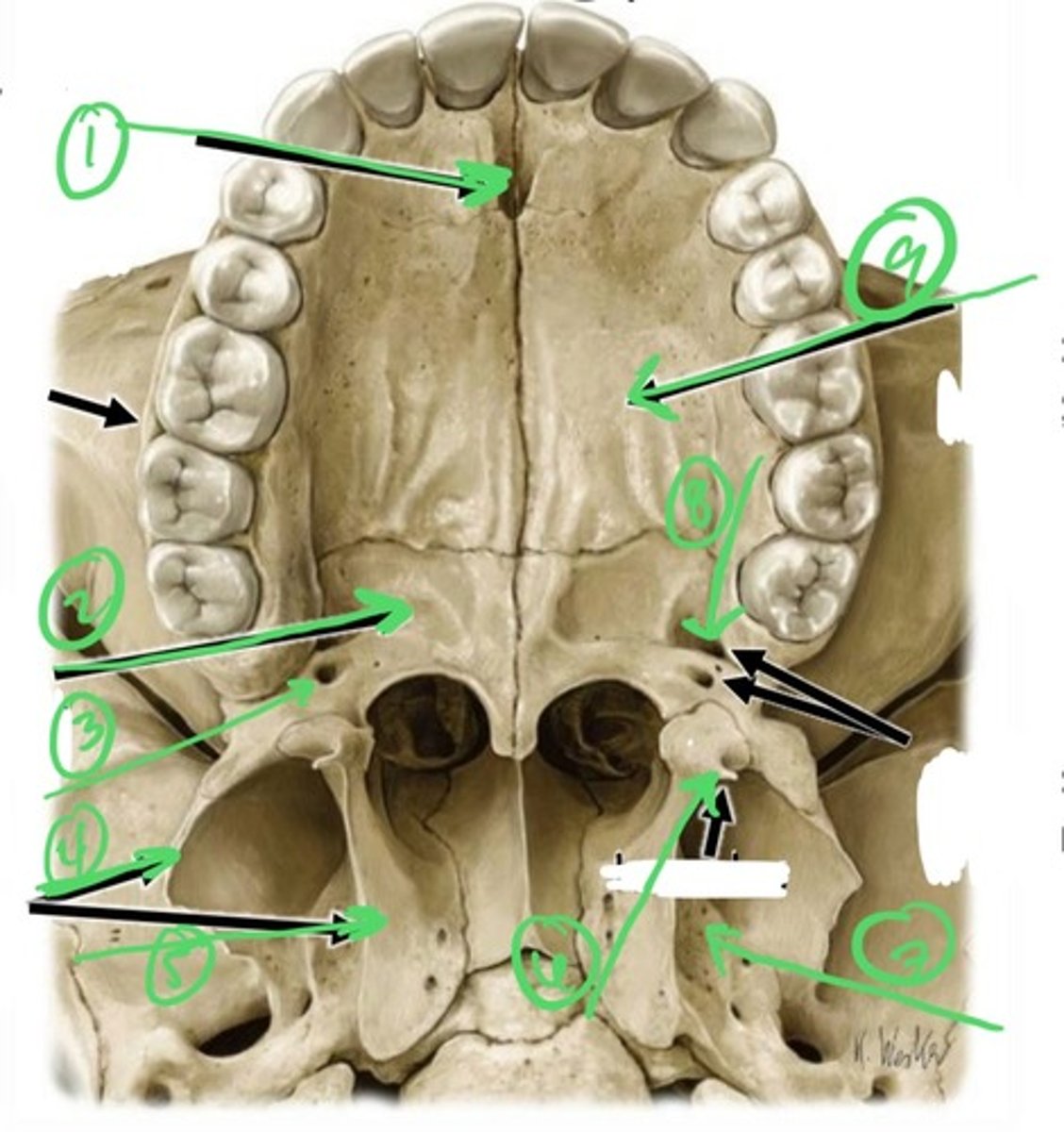 knowt flashcard image