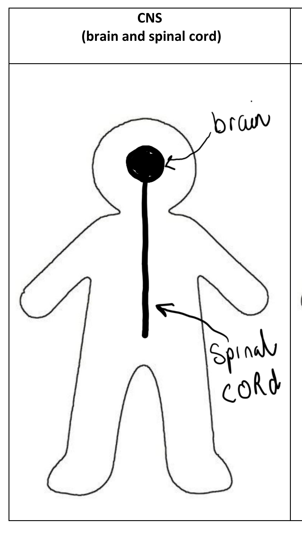 <p>Brain and spinal cord.</p>