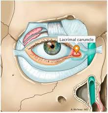 <p>A small, pink, fleshy structure at the inner corner of the eye, contains glands that lubricate the eye </p>