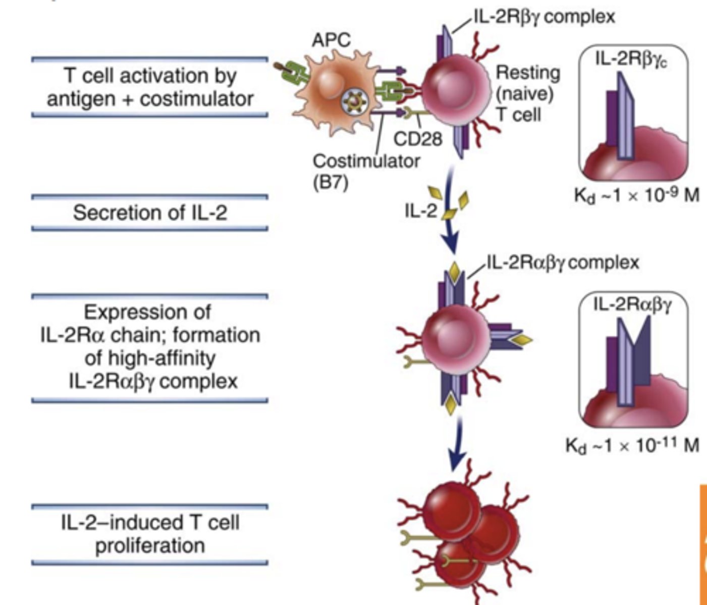 <p>- antigen receptor</p><p>- costimulators</p><p>- autocrine growth factors</p><p>- <strong><span class="bgP">IL-2</span></strong></p>