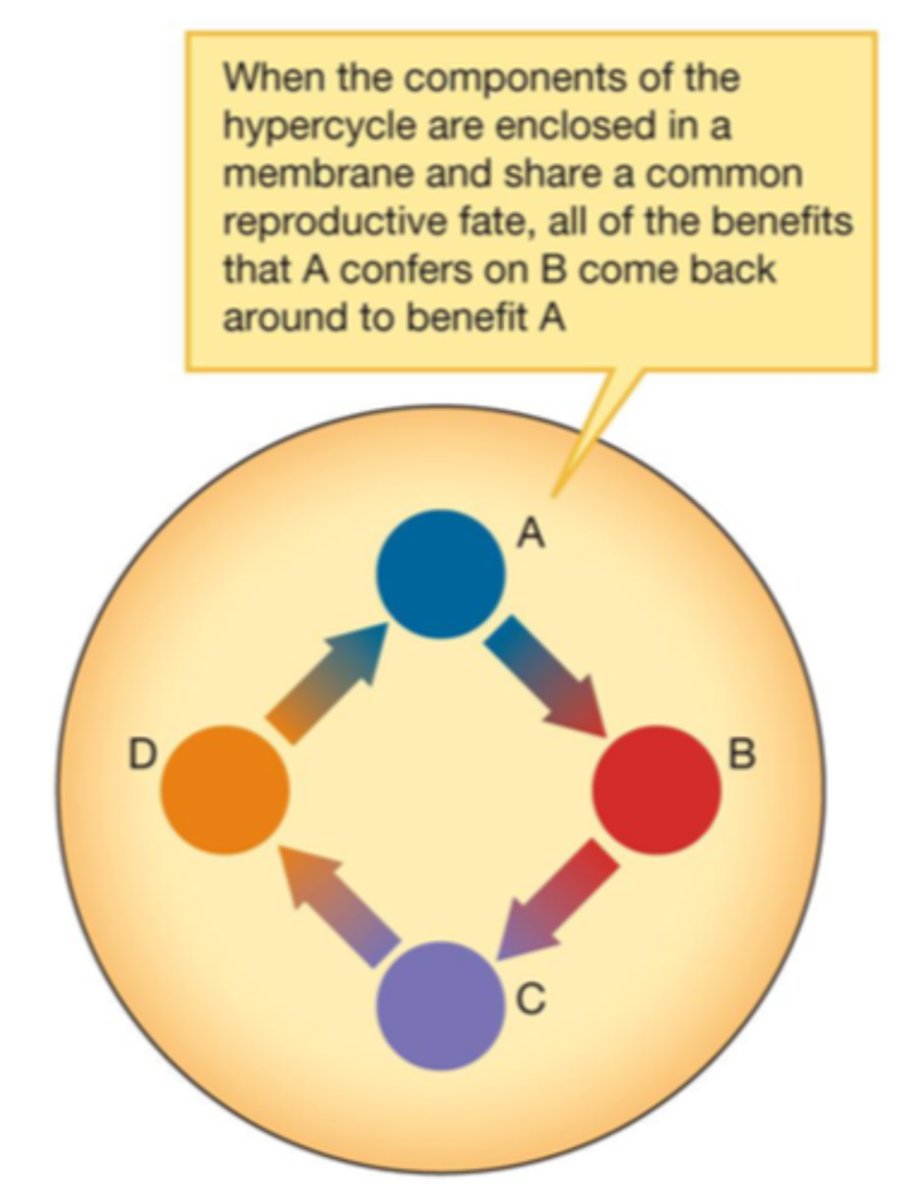 <p>· Open systems are inefficient for metabolism bc their reactants can wander off</p><p>· Enclosed systems run faster bc their reactants stay in the same place</p><p>- More efficient for metabolism = selective advantage</p>