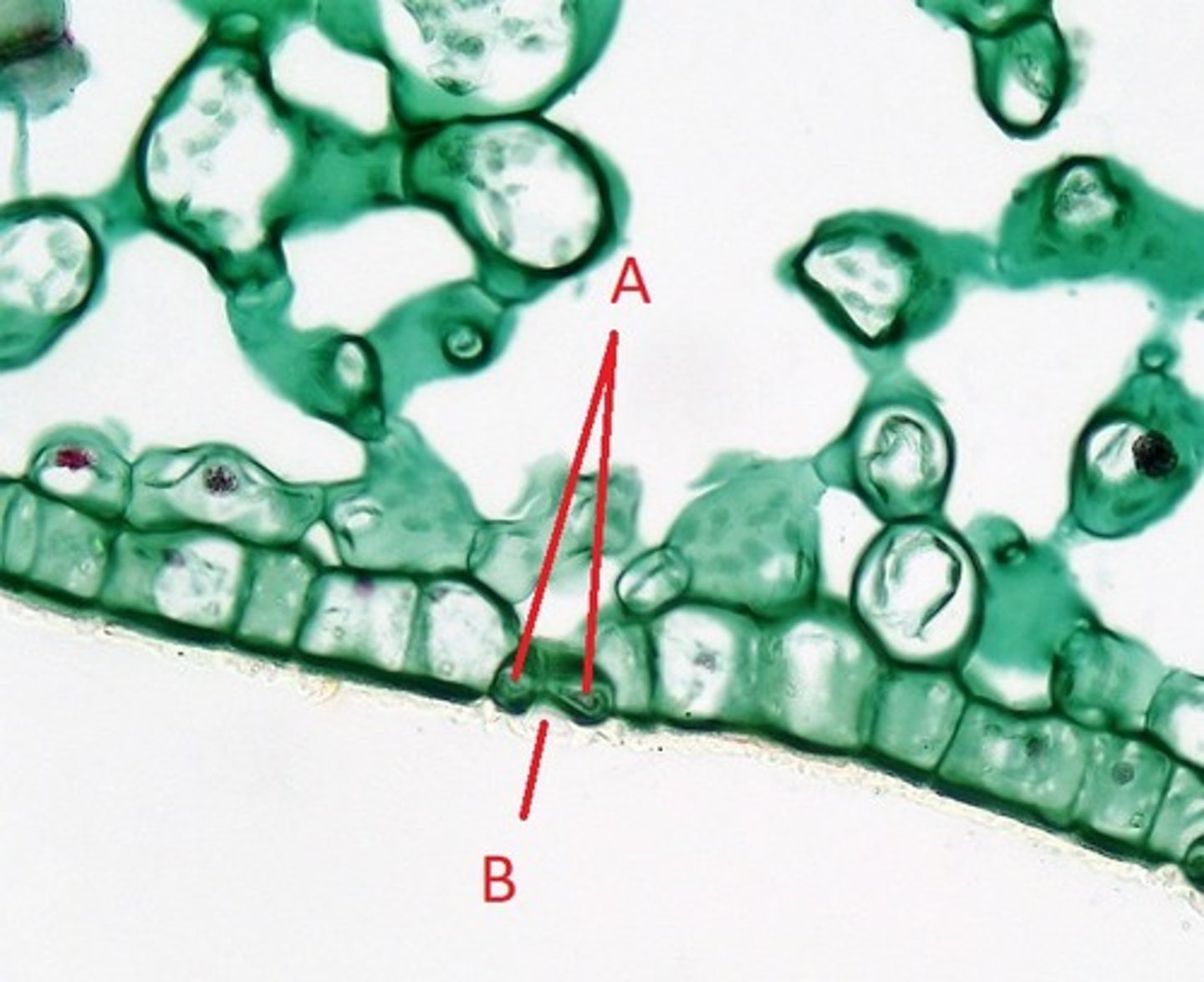 knowt flashcard image