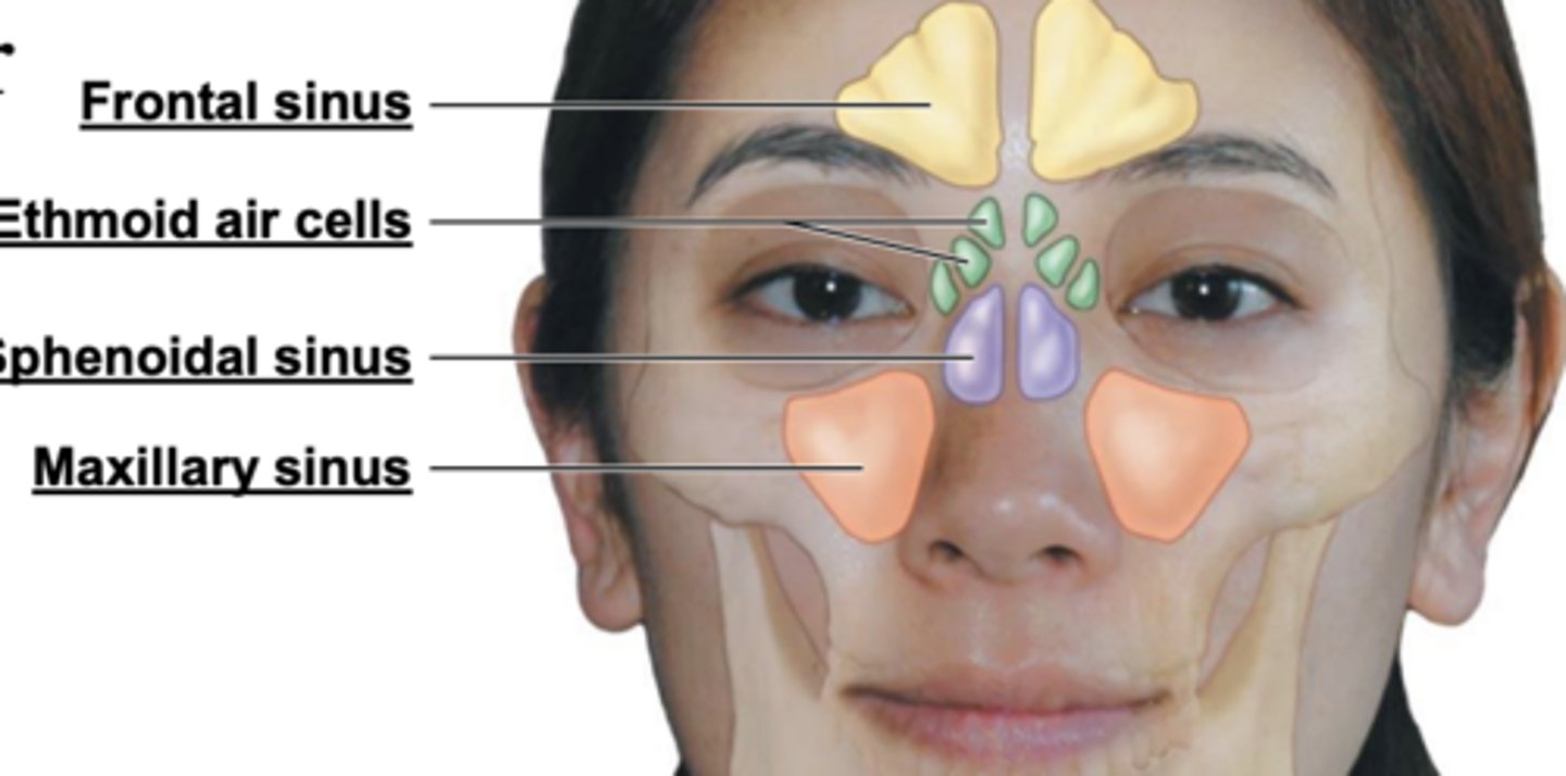 <p>Produce mucus</p><p>• Resonate sound</p><p>• Lighten skull</p><p>• Humidifies air</p>