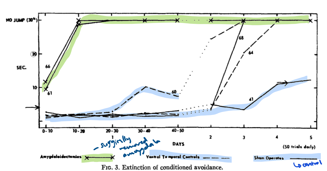 <p><strong>Surgical Conditions:</strong></p><ol><li><p><strong>Amygdala removal (bilateral)</strong></p></li><li><p><strong>Inferior Temporal (IT) cortex removal</strong></p></li><li><p><strong>Sham surgery (control)</strong></p></li></ol><p><strong>Task:</strong> Conditioned Avoidance Learning</p><ul><li><p><strong>Shuttlebox</strong> with electrified floor.</p></li><li><p><strong>Light signals</strong> which side would deliver a shock.</p></li><li><p>Monkeys must move to the <strong>lighted side</strong> to avoid shock.</p></li></ul><p><strong>Extinction Phase:</strong></p><ul><li><p>Light still switched, but <strong>no shock</strong> given.</p></li></ul><p><strong>Findings:</strong></p><ul><li><p><strong>Control monkeys</strong> (IT and sham): quickly learned and maintained avoidance (moved to light side).</p></li><li><p><strong>Amygdala-lesioned monkeys:</strong></p><ul><li><p>Still <strong>learned</strong> the association (not amnesic), - But <strong>extinguished</strong> the avoidance behavior <strong>faster</strong>.</p></li></ul></li><li><p>→ <strong>Conclusion:</strong> Amygdala plays an important role in <strong>maintaining learned fear and avoidance behaviors</strong>.</p><ul><li><p>moneky w.o amgdala were slower to learn avoidance behaviour and quicker to extinguish it bc the dont feel that fear</p></li></ul></li></ul><p></p>