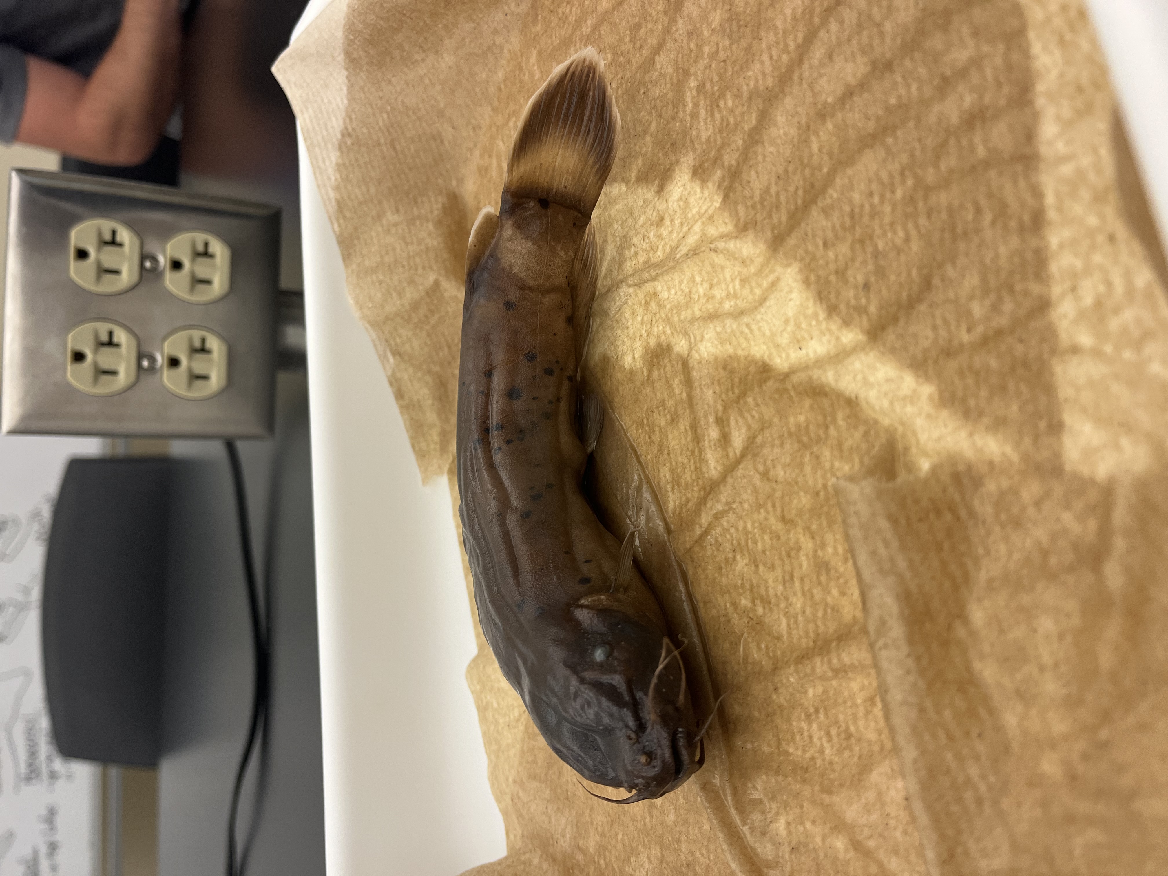 <p>Electric Catfish</p>