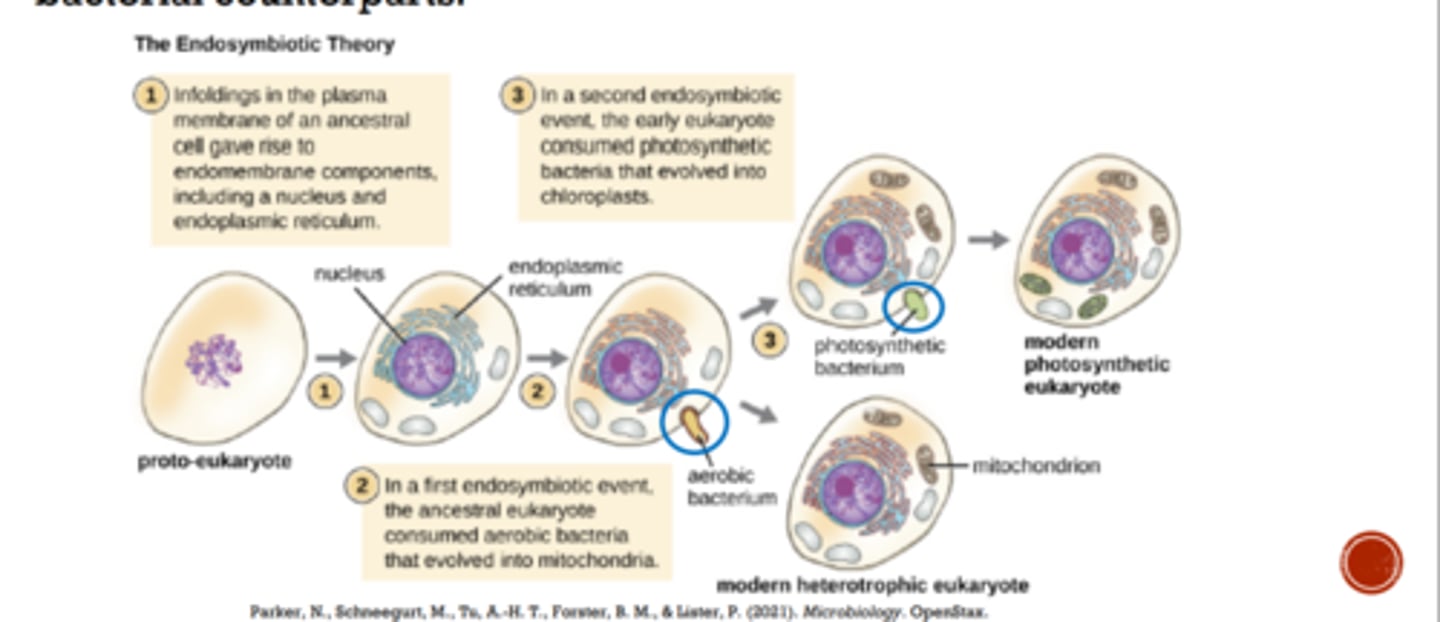 <p>Ivan Wallin (1920s) - tried to culture mitochondria; work dismissed 1960s - discovery of mitochondrial, chloroplast DNA resurrects theory. (1967)</p><p>- Lynn Margulis publishes ideas on endosymbiotic hypothesis of the origin of the mitochondria and chloroplast</p><p>Microscopy advancements - differentiate eukaryotes &amp; prokaryotes.</p><p>Genetic advancements - mitochondrial DNA &amp; chloroplast DNA related to bacterial counterparts</p>