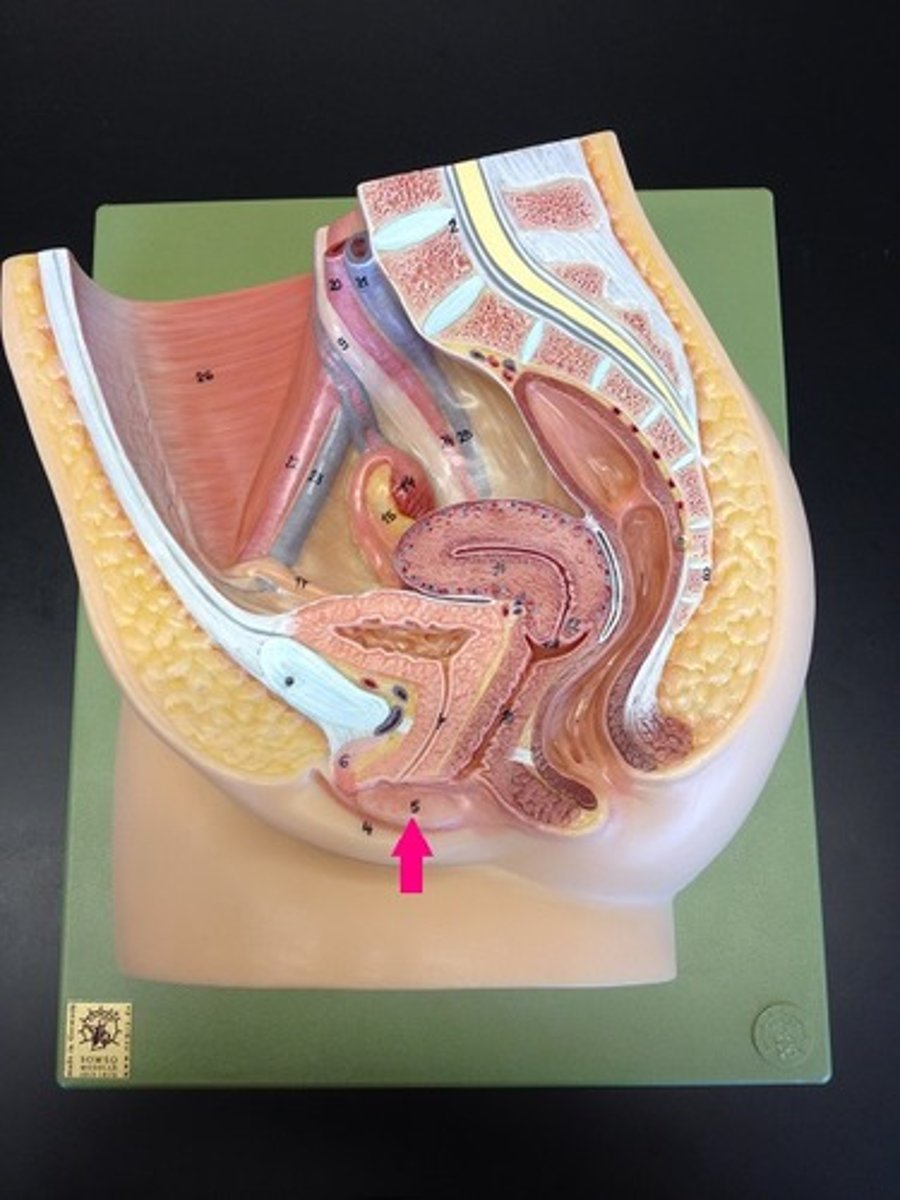 <p>Smaller hair-free folds enclosed by labia majora</p><p>Enclose the vestibule which contains the clitoris, urethral orifice, and vaginal orifice</p>