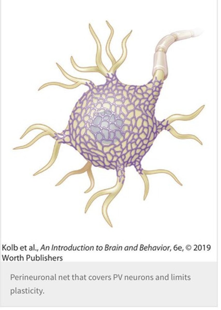 <p>Perineuronal nets are one mechanism that regulates critical periods in brain development.</p>
