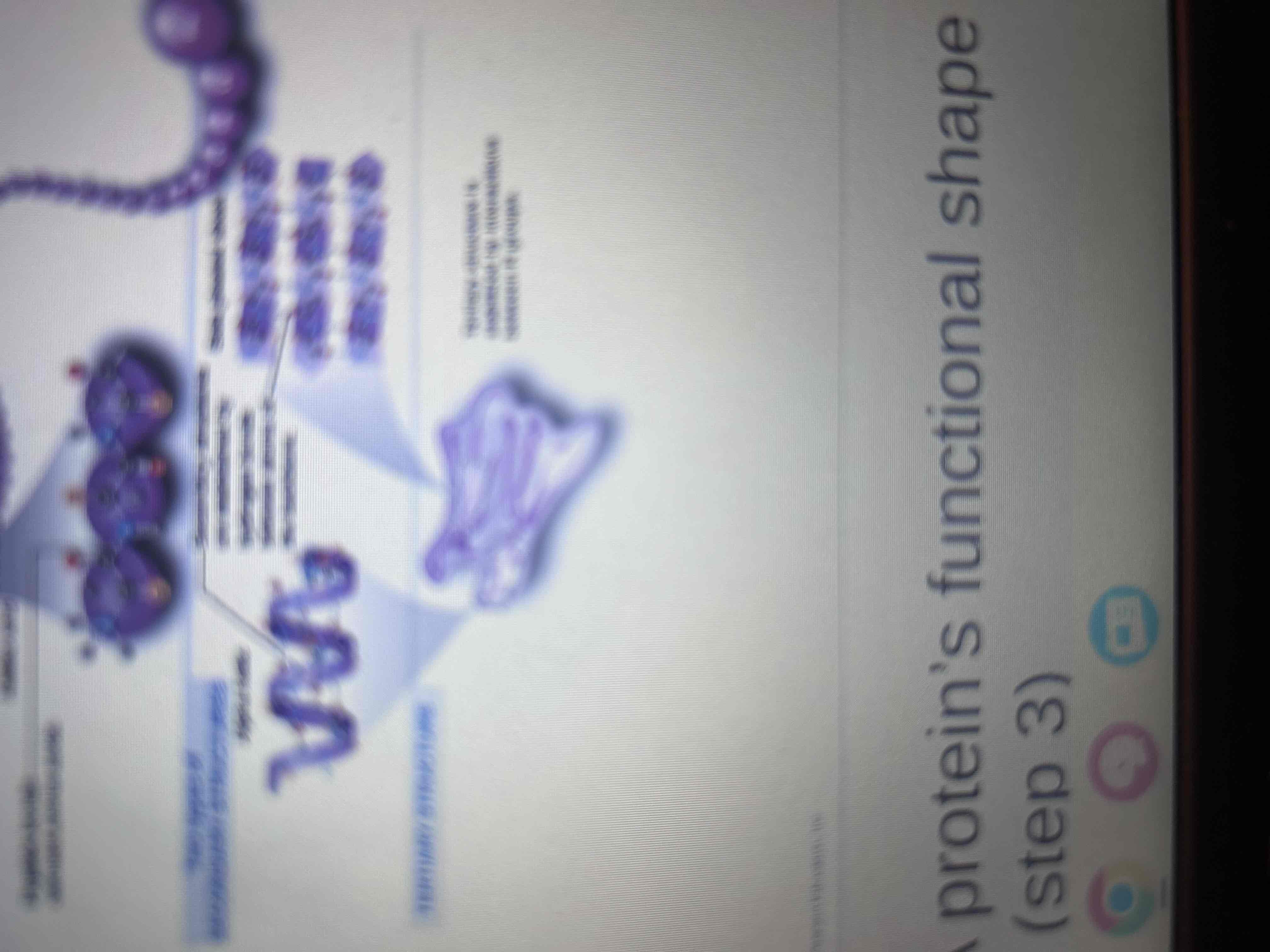 <p>The overall three-dimensional shape of a polypeptide, resulting from interactions among R groups.</p>