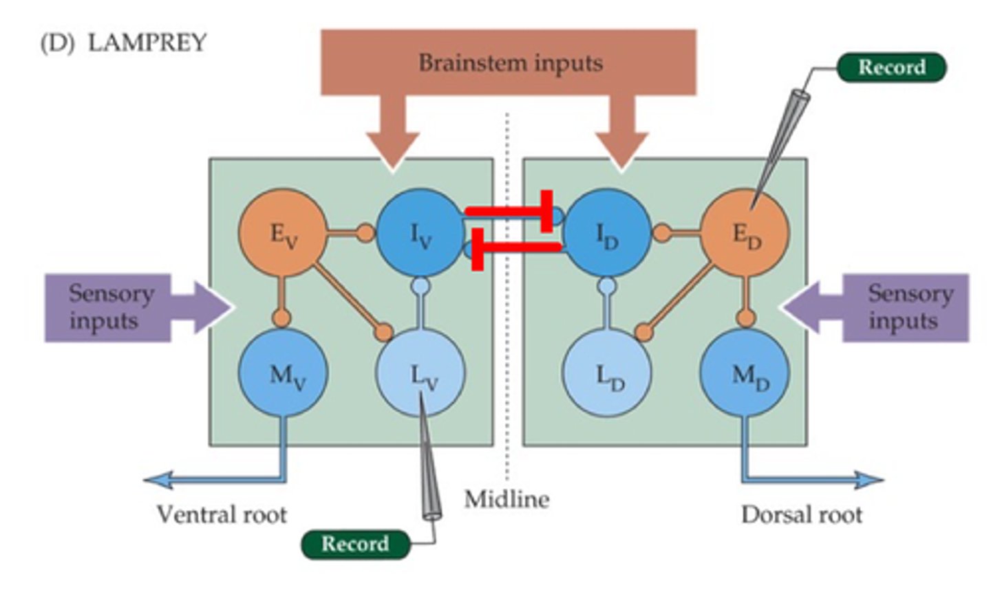 <p>Different neurons exhibit distinct patterns of __________ __________</p>