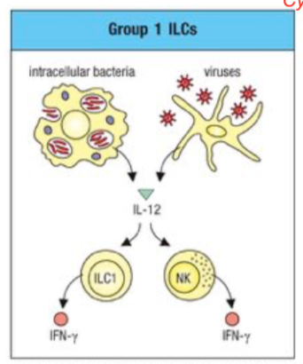 <p>intracellular bacteria + viruses -&gt; IL-12 -&gt; ILC1 + NK -&gt; IFN-gamma</p><p>for TH1</p>