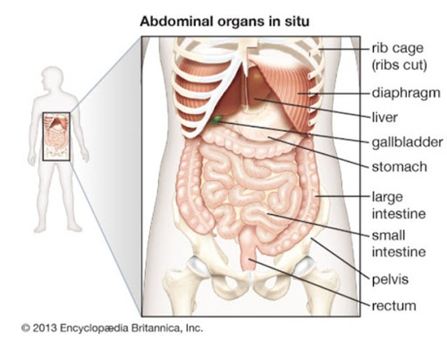 <p>Contains stomach, intestines, spleen, and liver, and other organs</p>
