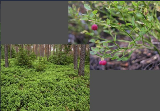 <p>Low shrub with green leaves and stems</p><p>- Simple leaves</p><p>- Deciduous</p><p>- Blueberry</p><p>- Restricted, for the most part, to Spruce-Fir community</p>