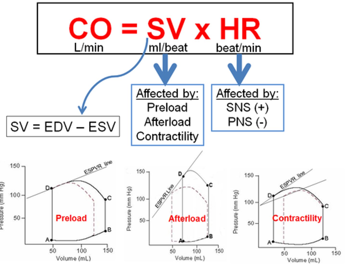 <p>the volume of blood pumped out by a ventricle with each heartbeat</p>