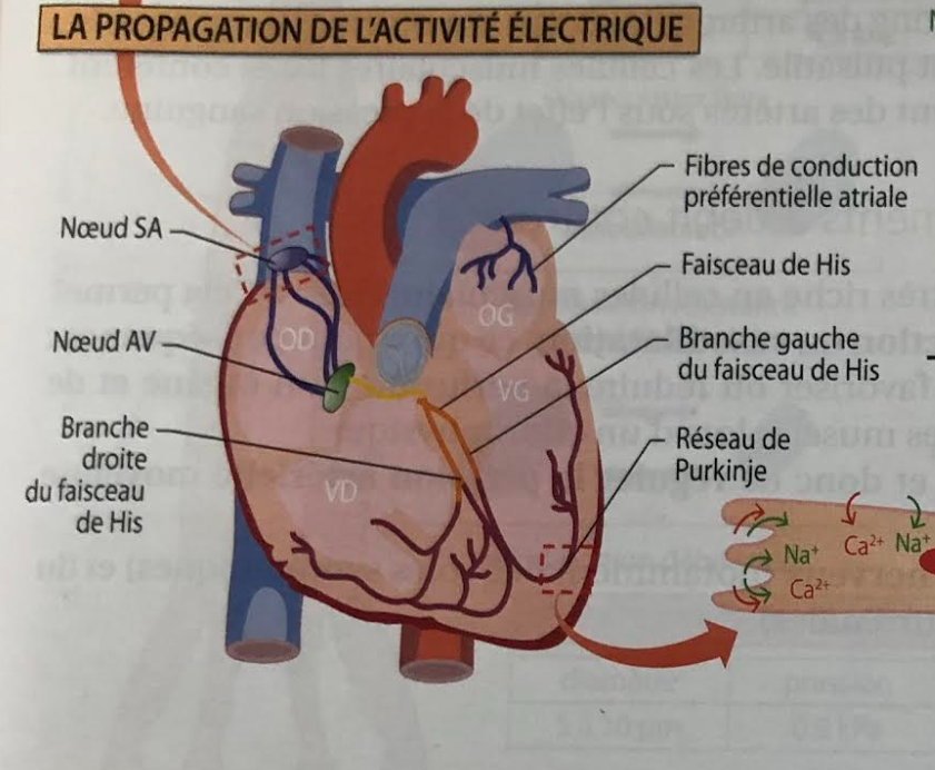 <p><span data-name="four" data-type="emoji">4⃣</span> Propagation du PA dans le cœur </p><p>Une fois né dans le nœud sinusal :</p><p> </p><ol><li><p>Le PA se propage aux <strong>oreillettes</strong></p></li><li><p>Passe par le <strong>nœud auriculo-ventriculaire (AV)</strong> (ralentissement)</p></li><li><p>Descend par le <strong>faisceau de His</strong></p></li><li><p>Se diffuse dans les <strong>fibres de Purkinje</strong></p></li><li><p>Dépolarise les <strong>ventricules</strong></p></li></ol><p></p>