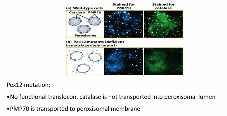 <ul><li><p>2 Places in peroxisome&nbsp;</p><ul><li><p>Membrane (Ex. components of translocon)&nbsp;</p></li><li><p>Matrix (Ex. catalase)&nbsp;</p></li></ul></li><li><p>They use different pathways to do so</p></li></ul><p></p><p>Experiment:&nbsp;</p><ul><li><p>Images follow antibody to membrane protein PMP70 (blue) OR antibody to catalase (green)&nbsp;</p></li><li><p>Figure a: Wild-type&nbsp;PMP70 and catalase shown in punctate pattern </p></li><li><p>Figure b: Mutation in Pex12 gene </p><ul><li><p>Catalase not transported into peroxisome </p></li><li><p>PMP70 successfully transported </p></li></ul></li></ul><p></p><p>Conclusion: There are distinct pathways of transport where Pex12 is only required for transport of proteins into matrix&nbsp;</p><p></p>