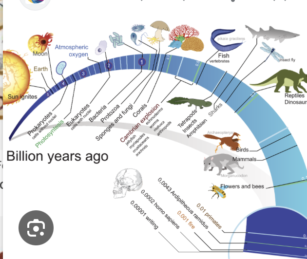 <p>la teoria dell’evoluzione afferma che ogni organismo presente sulla terra derivi da forme preesistenti comparse 2,5 biliardi di anni fa (processo di divergenza graduale)</p><p>(Darwin): le modifiche di alcuni caratteri si diffondono nelle generazioni perché permettono maggiore sopravvivenza e miglior successo riproduttivo, aumento di caratteristiche vantaggiose porta all’amplificazione della frequenza di caratteri favorevoli</p><p>l’ambiente è mezzo e strumento e seleziona positivamente gli organismi meglio adatti alla sopravvivenza</p><p>l’evoluzione si basa sul cambiamento di caratteri preesistenti e sulla selezione naturale (come la selezione sessuale)</p>