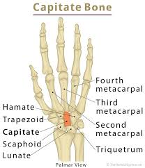 <p>Carpal bone near the middle finger closest to the metacarpals</p>
