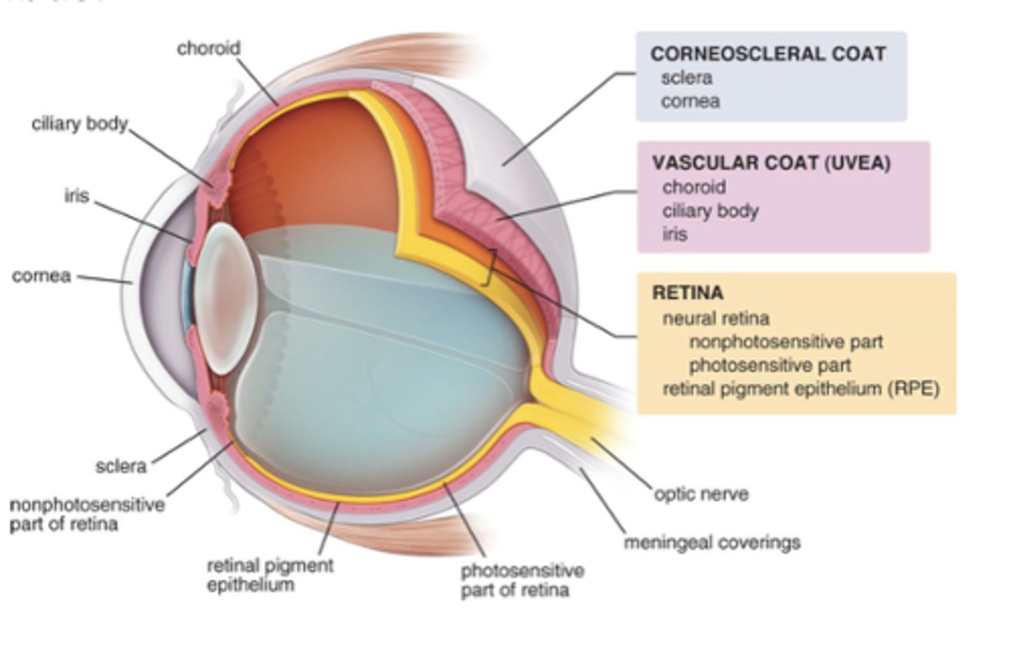 <p>What is the fibrous tunic of the eye also called?</p>