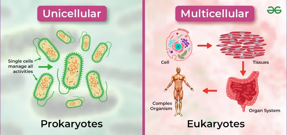 <p>Organism composed of more than one cell.</p>