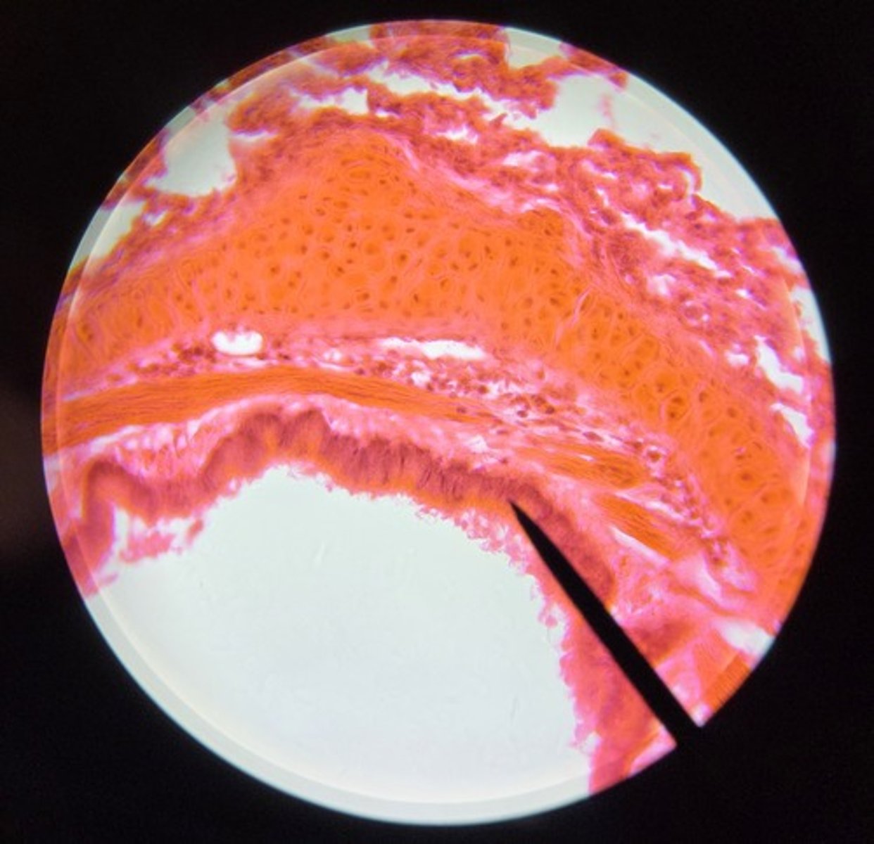 <p>What is this tissue?</p>