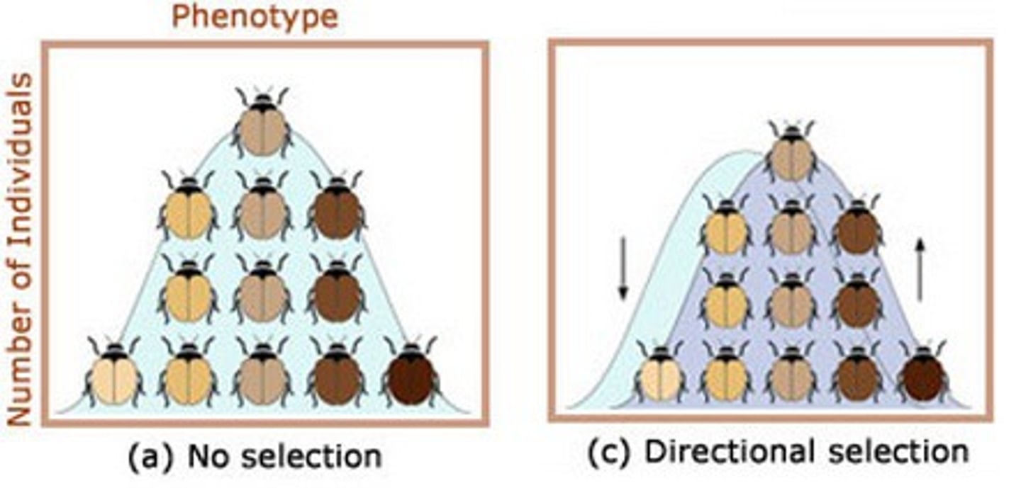 <p>Within a population, there will be a range of genetically different individuals. This continuous variation amongst these individuals forms a normal distribution curve which has a mean representing the optimum value for the phenotypic characteristic under the existing conditions. If the environmental conditions change, so will the optimum value for survival. Some individuals, either to the left or the right of the mean, will possess a combination of alleles with the new optimum for the phenotypic characteristic. As a result, there will be a selection pressure favouring the combination of alleles that results in the mean moving to either the left or the right of its original position. Directional selection therefore results in one extreme of a range of variation being selected against in favour of the other extreme or even the average.</p>