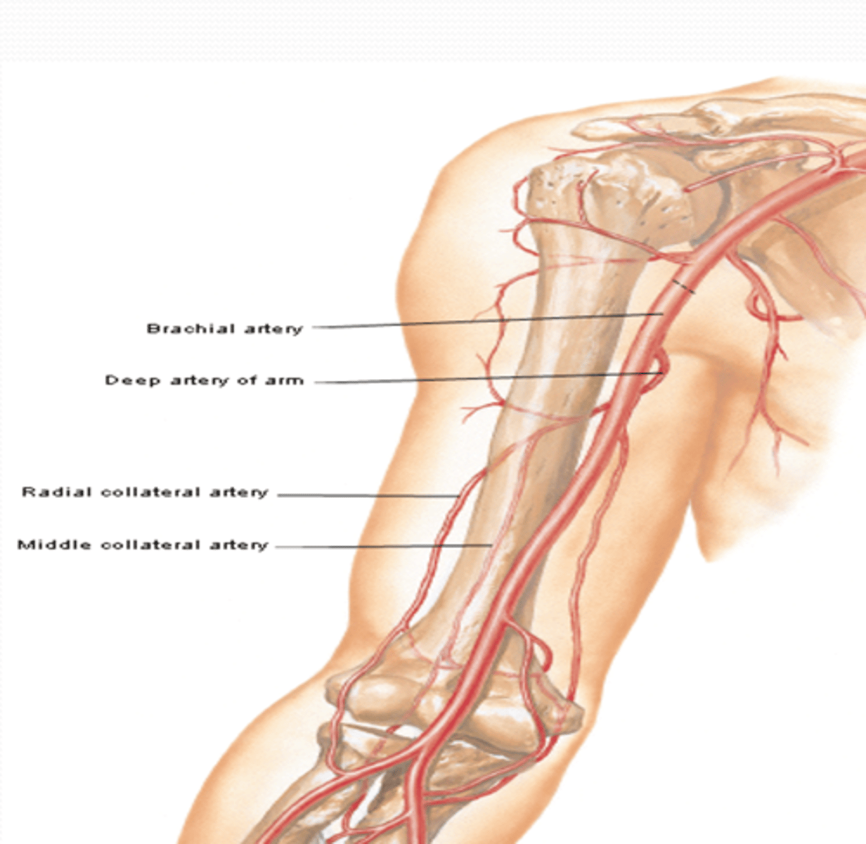 <p>Course: most superior and largest branch of brachial a. à runs with radial n. in radial groove</p><p>Branches</p><p>-Middle and radial collateral aa.: participate in arterial anastomose around elbow</p>