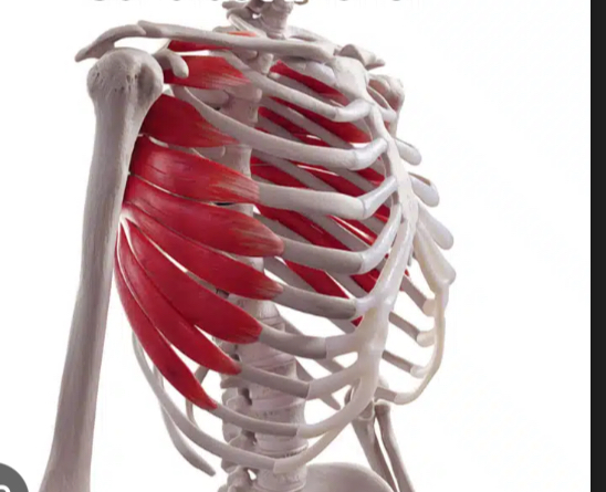 <p>What action is produced by serratus anterior?</p>