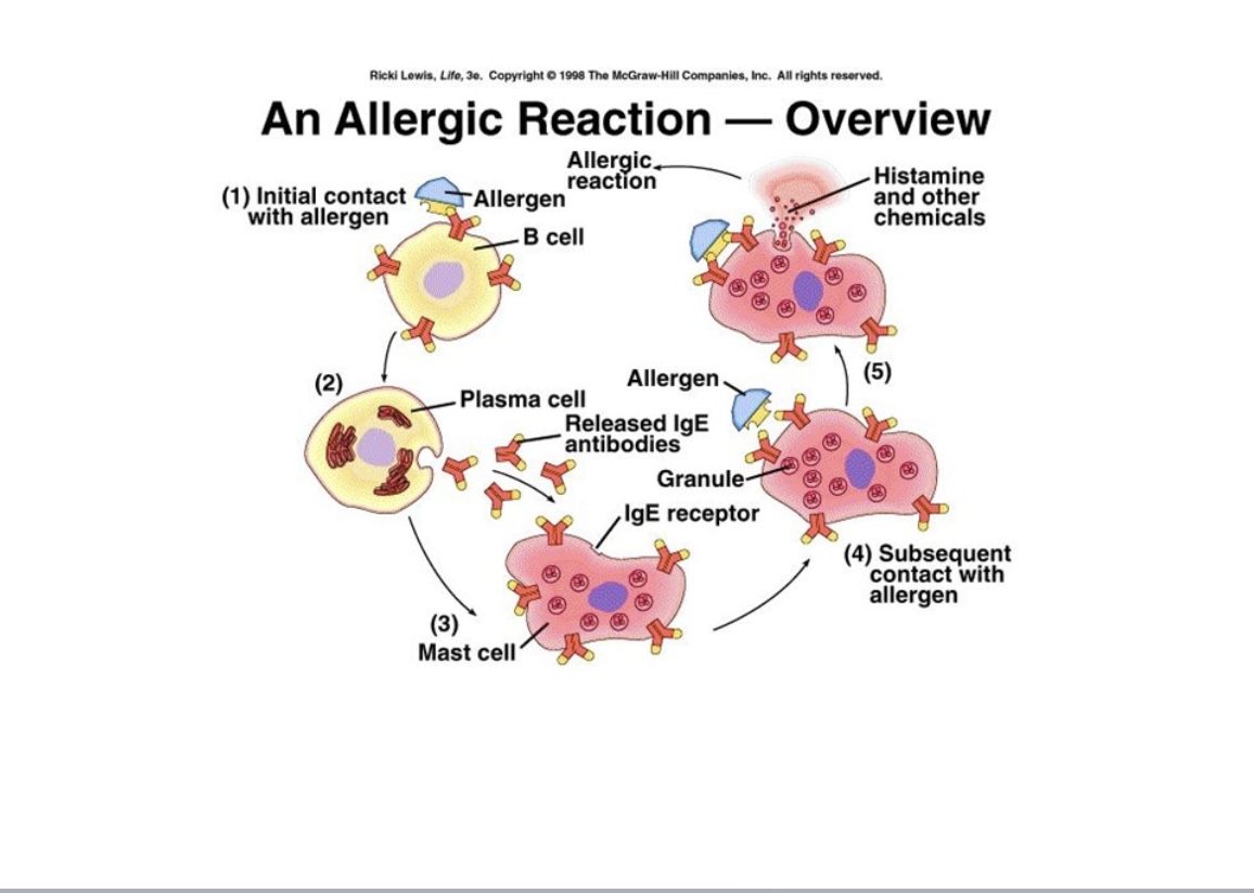 <p>On the initial contact of an allergen, the B-cells that recognize the the allergen and release IgE antibodies that will initiate mast cells and basophils.</p><p></p><p>The mast cells and Basophils once recognize the allergen independently will degranulate their content that will release the inflammatory mediator histamine as well as the other contents from the cell. </p>