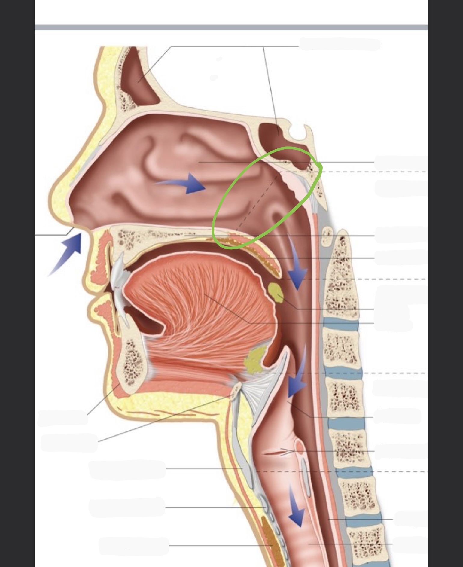 knowt flashcard image