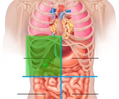 <p>Right lobe of liver, gallbladder, right kidney, portions of stomach, small and large intestine</p>