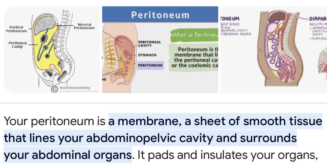 <p>peritoneum</p>