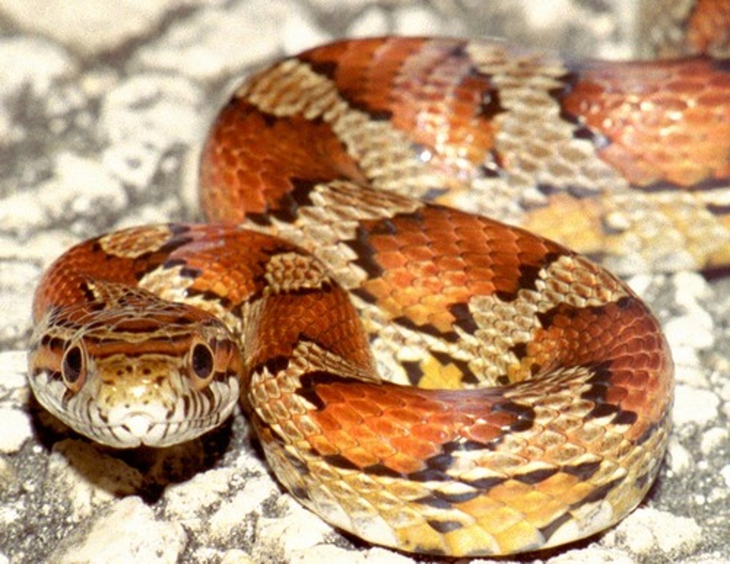 <p>Corn snake</p>