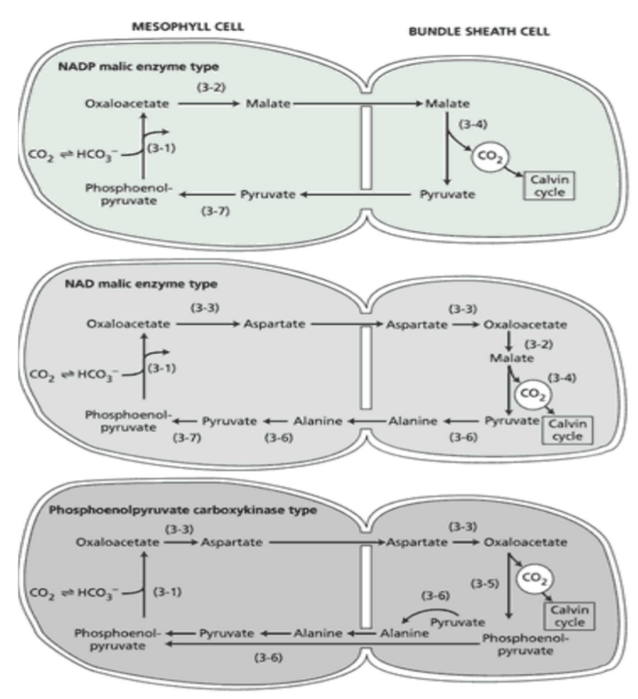 (1) the nature of the four-carbon acid (malate or aspartate) transported into the bundle sheath cell and of the three-carbon molecule (pyruvate or alanine) returned to the mesophyll cell and

\
(2) the nature of the enzyme that catalyzes the decarboxylation step in the bundle sheath cell.

\
\
The three variants are named after the enzymes that catalyze the decarboxylation reactions.