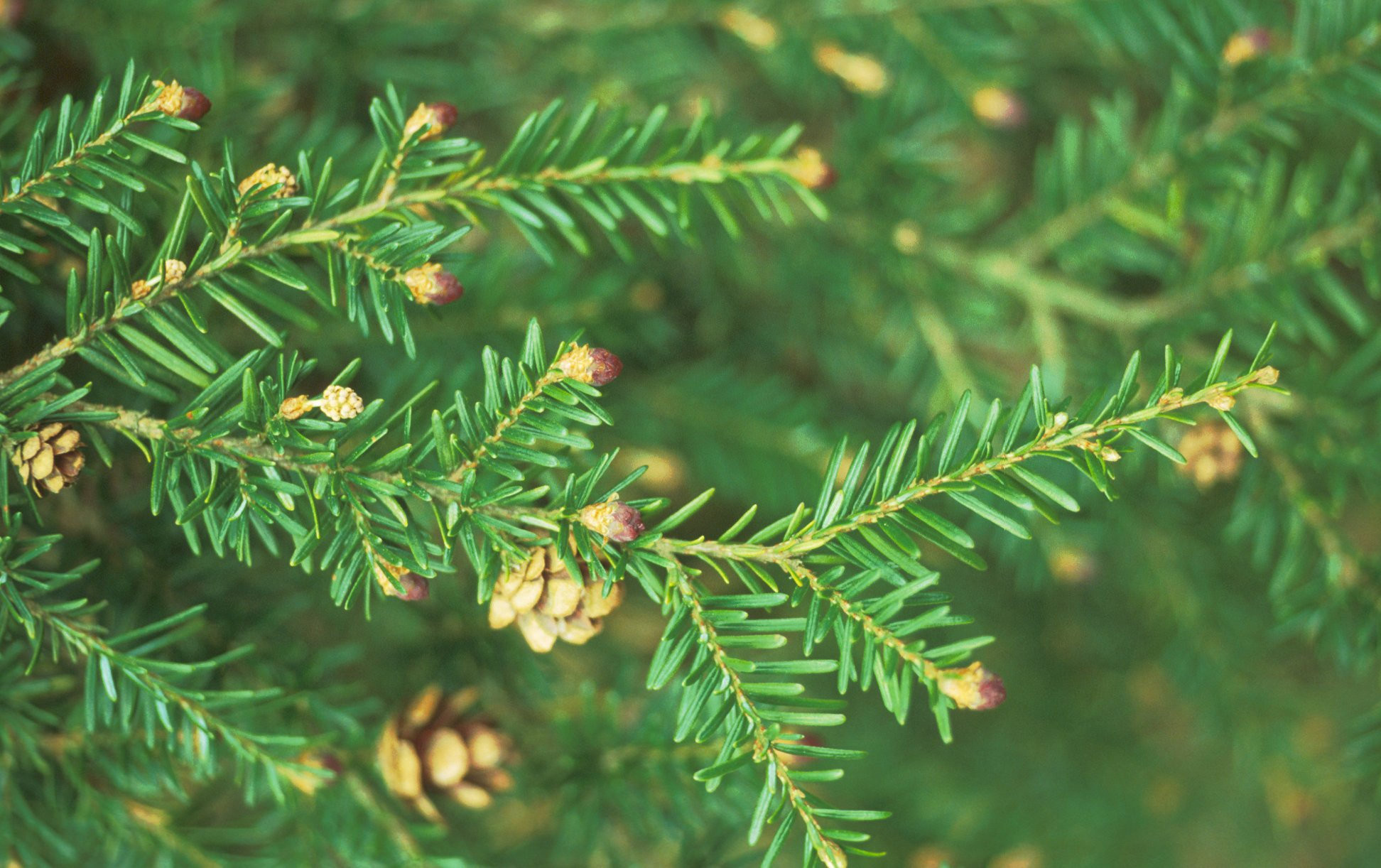 <p>-Smaller needles<br>-Small scaly cones<br>-Droopy branches<br>-Different sized leaves</p>