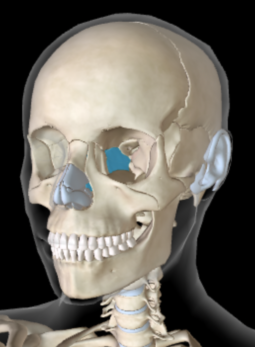 <p>Which bone is this?</p>