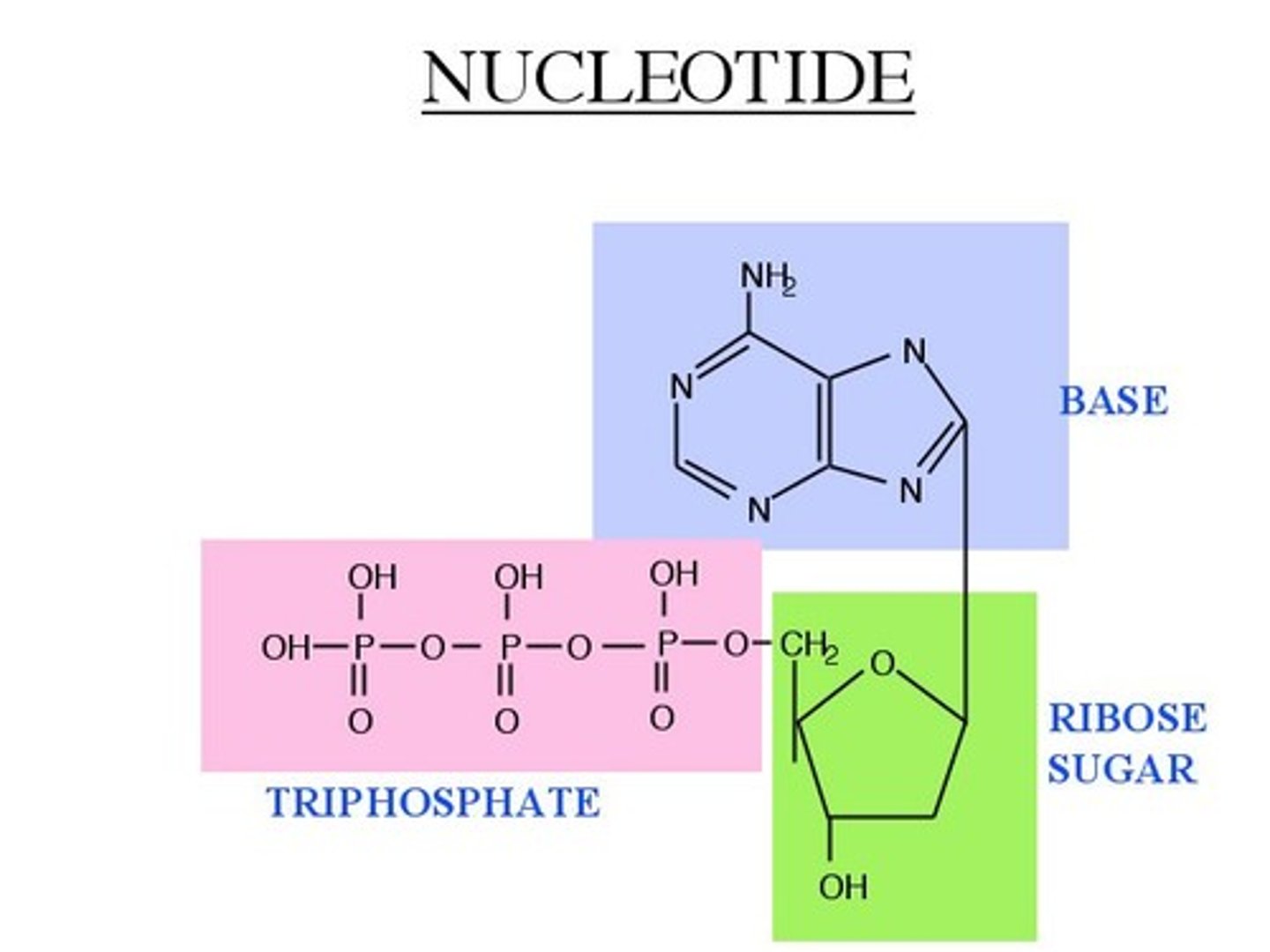 <p>long chain of polymers; A subunit of nucleic acids formed from a simple sugar, a phosphate group, and a nitrogenous base.</p>