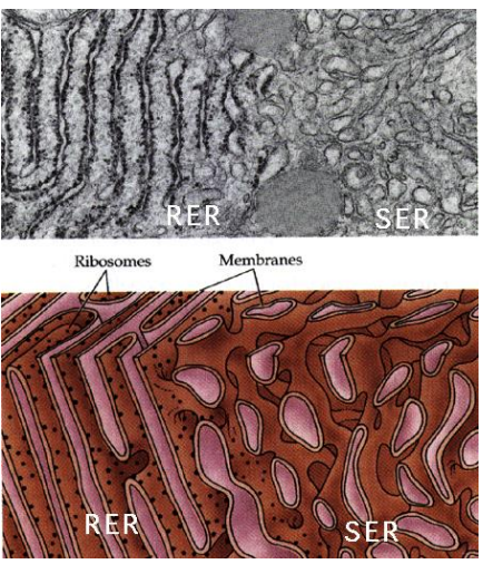 <p>Most lipids, such as cholesterol and phospholipids</p>