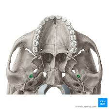 <p>name this bone or bone marking?</p>