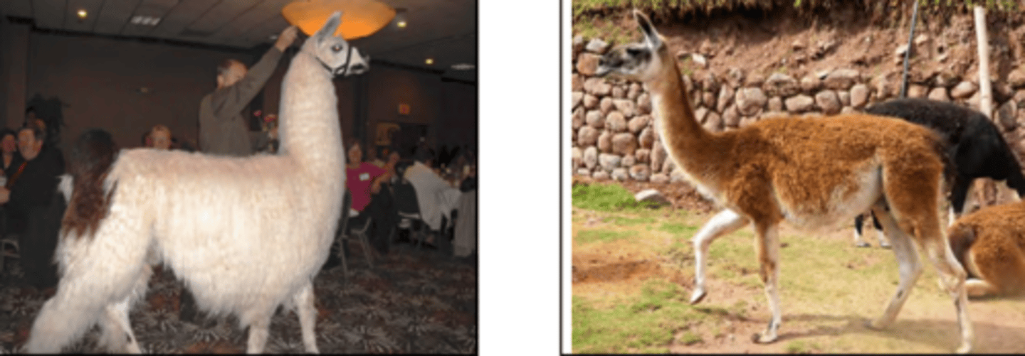 <p>Llamas are domestic, Guanacos are wild!</p>