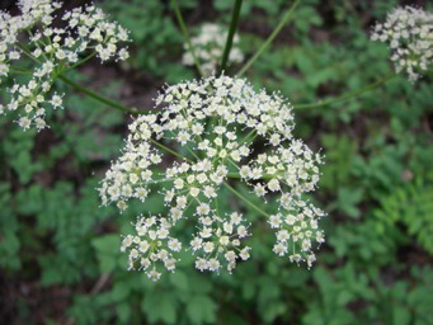 <p>Schermbloemenfamilie</p>