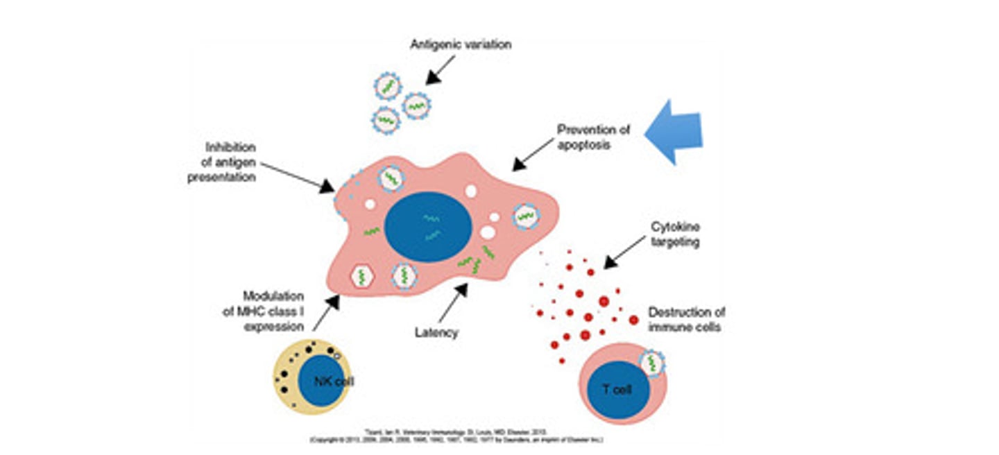 <p>poxviruses and herpesviruses</p>
